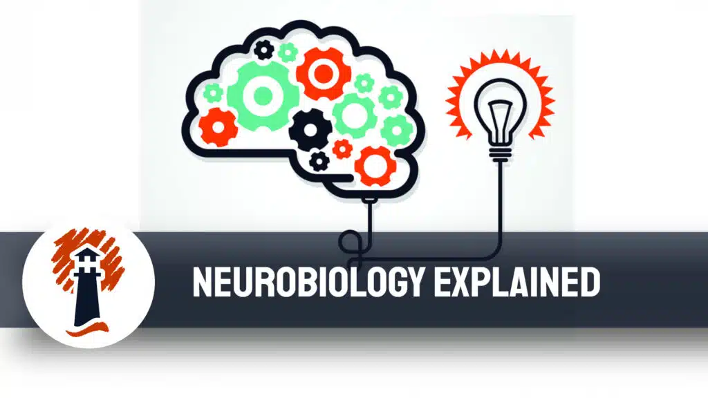 Neurobiology Explained